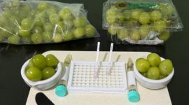 Bapanas Lakukan Rapid Test Anggur Muscat. (Dok. Bapanas)