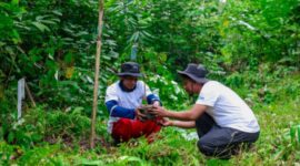 Program BRI Menanam - Grow & Green yang dilaksanakan di lahan kritis yang terletak kampung Tanjung Prepat, Kabupaten Berau, Provinsi Kalimantan Timur. (Dok. BRI)
