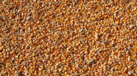 PT Vale Salurkan 500 Kilogram Bibit Jagung. (Pixabay.com/Vijayanarasimha)