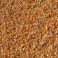 PT Vale Salurkan 500 Kilogram Bibit Jagung. (Pixabay.com/Vijayanarasimha)