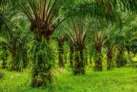 Perkebunan sawit. (Dok. Brin.go.id)
