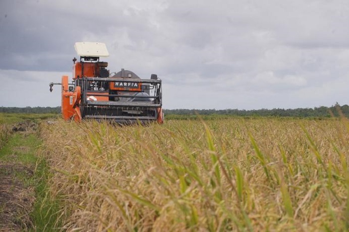 Harga beras dunia anjlok tajam ke titik terendah dalam beberapa tahun terakhir. (Dok. Kementan)