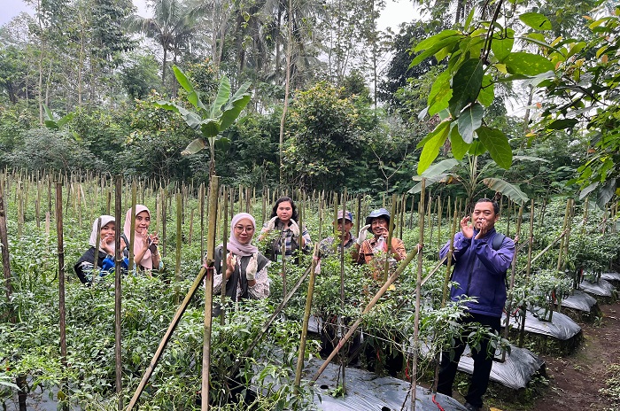 Tim Bapanas melakukan pengambilan sampel cabai dari berbagai titik distribusi dan pasar tradisional. (Dok. Bapanas)
