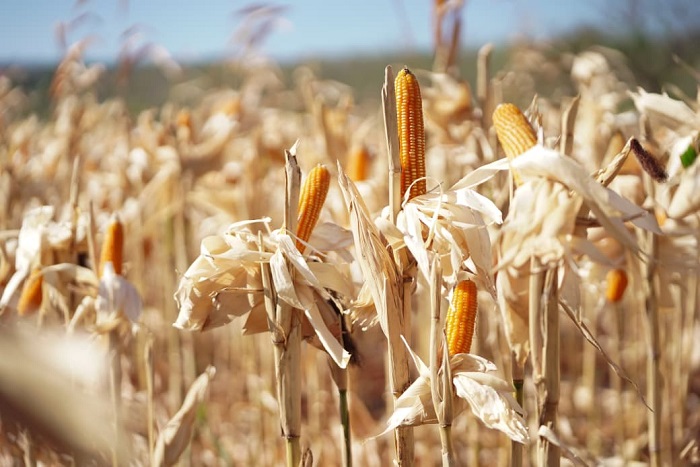 Bulog menyiapkan Cadangan Jagung Pemerintah untuk menekan harga jagung bagi peternak layer mandiri. (Dok. Bapanas)


